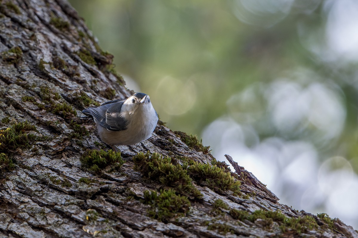 Weißbrustkleiber - ML646466644