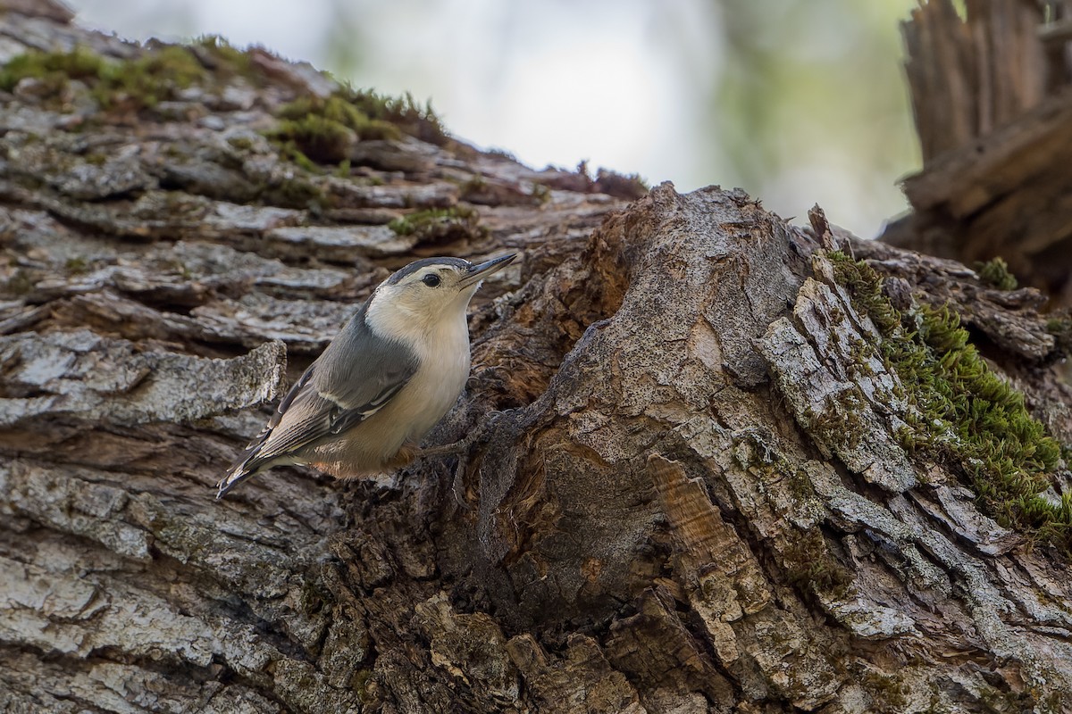 Weißbrustkleiber - ML646466645