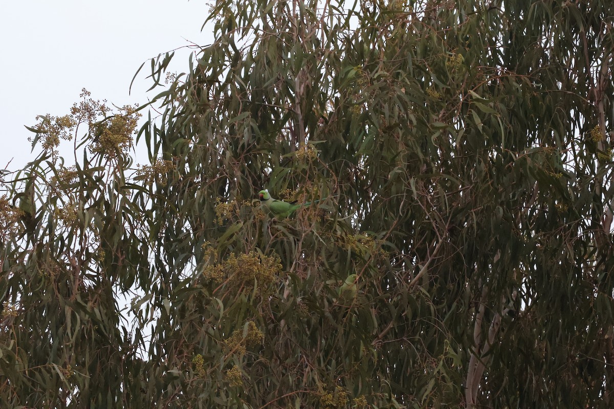 Rose-ringed Parakeet - ML646466646