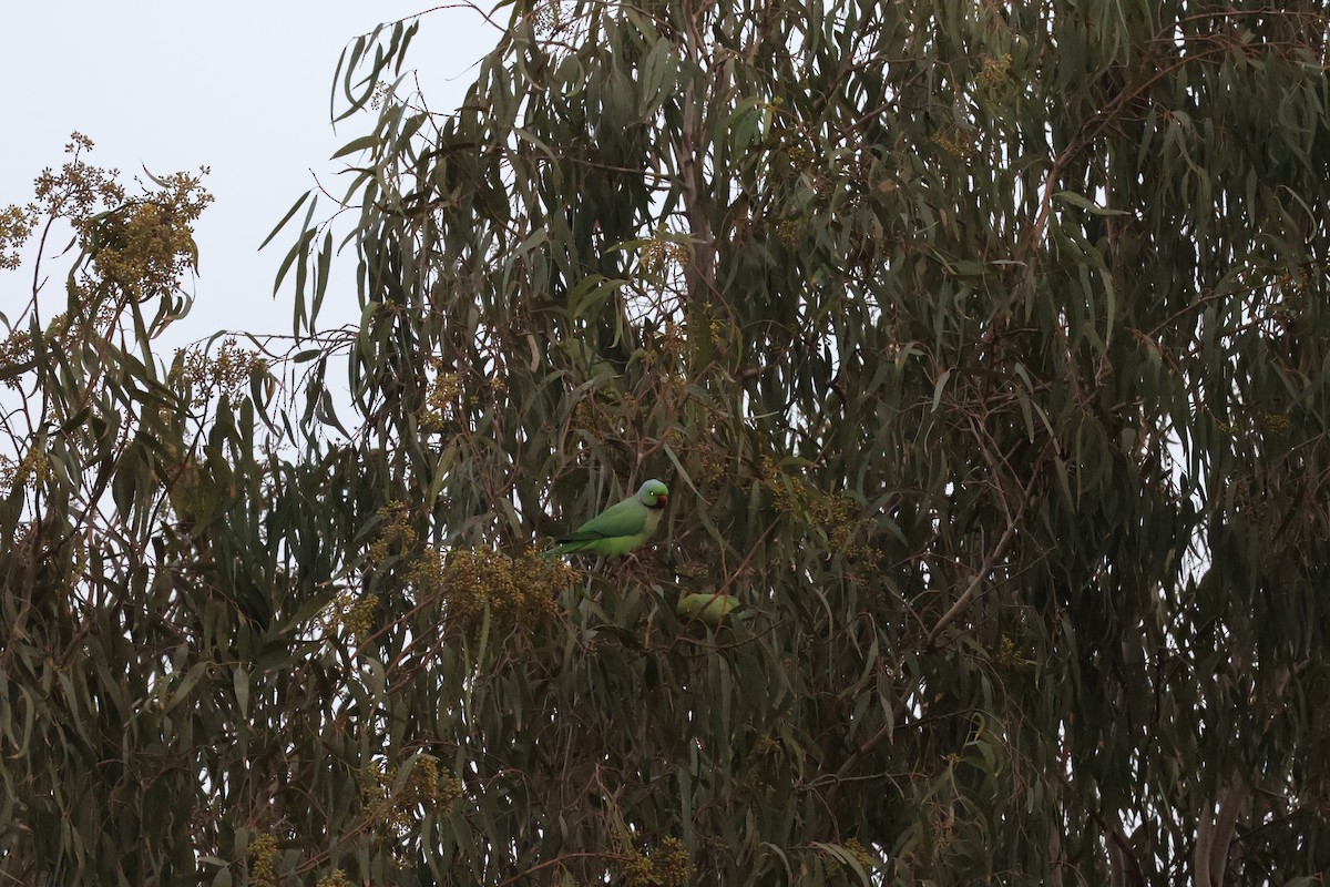 Rose-ringed Parakeet - ML646466647