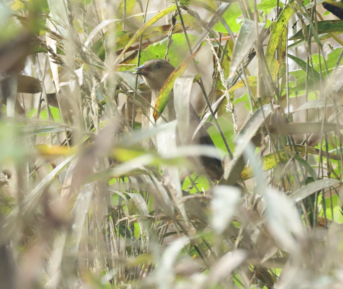 Slaty Finch - ML646466648