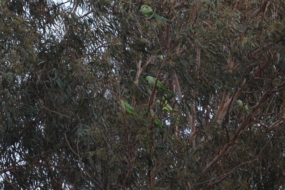Rose-ringed Parakeet - ML646466649