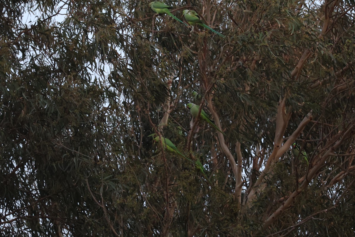 Rose-ringed Parakeet - ML646466650