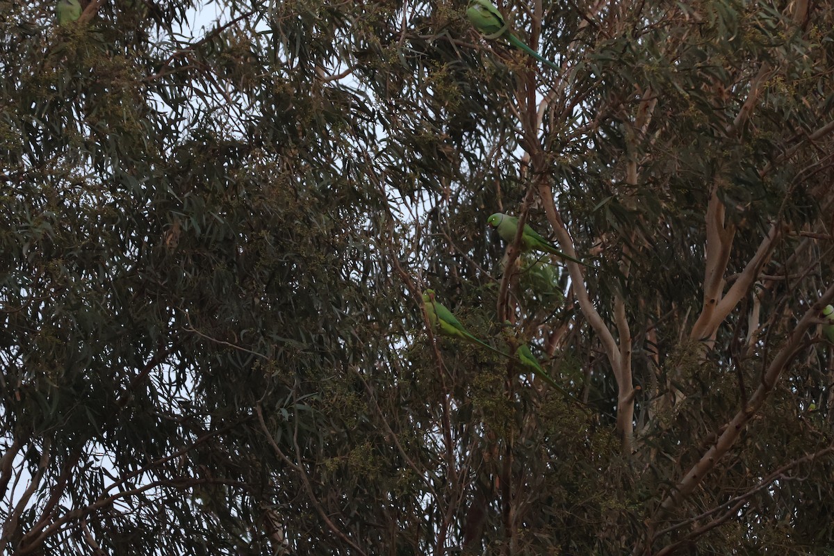 Rose-ringed Parakeet - ML646466651