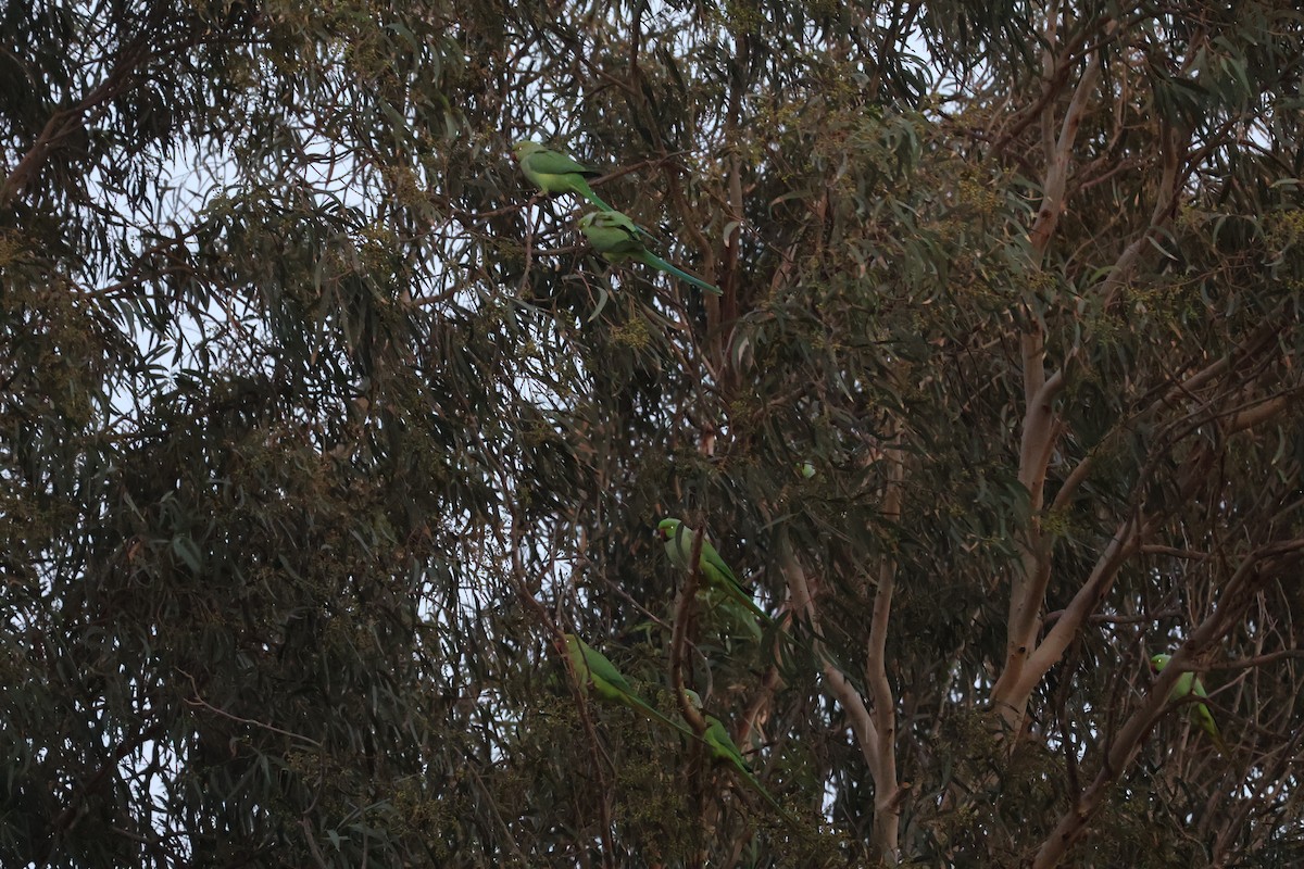 Rose-ringed Parakeet - ML646466653