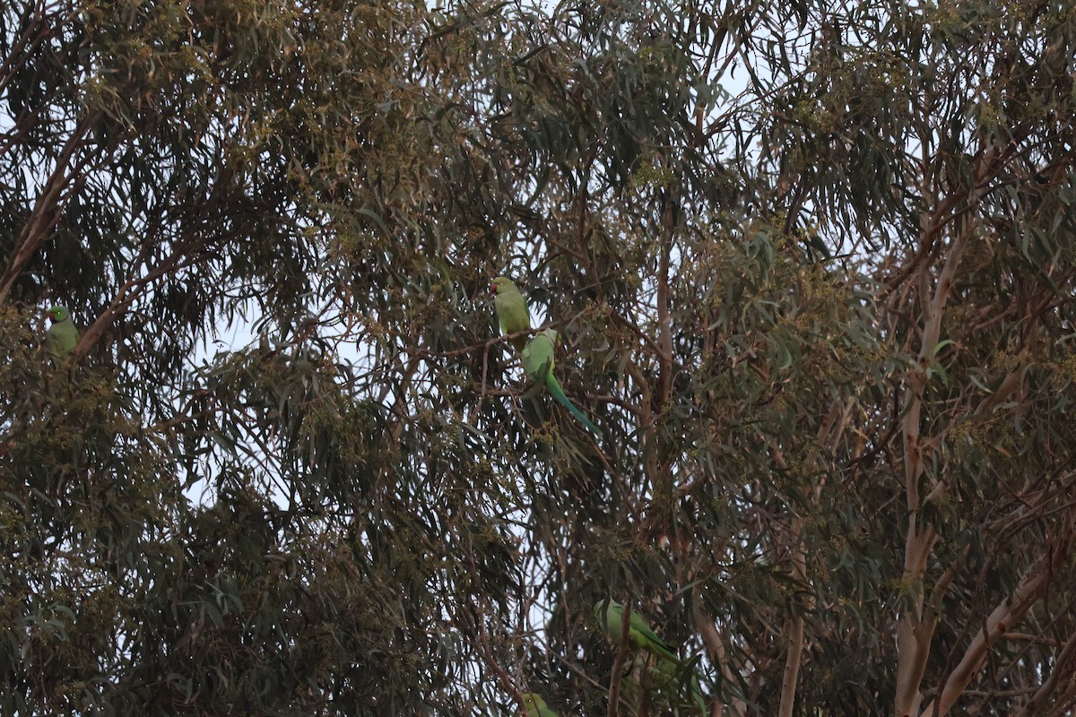 Rose-ringed Parakeet - ML646466654