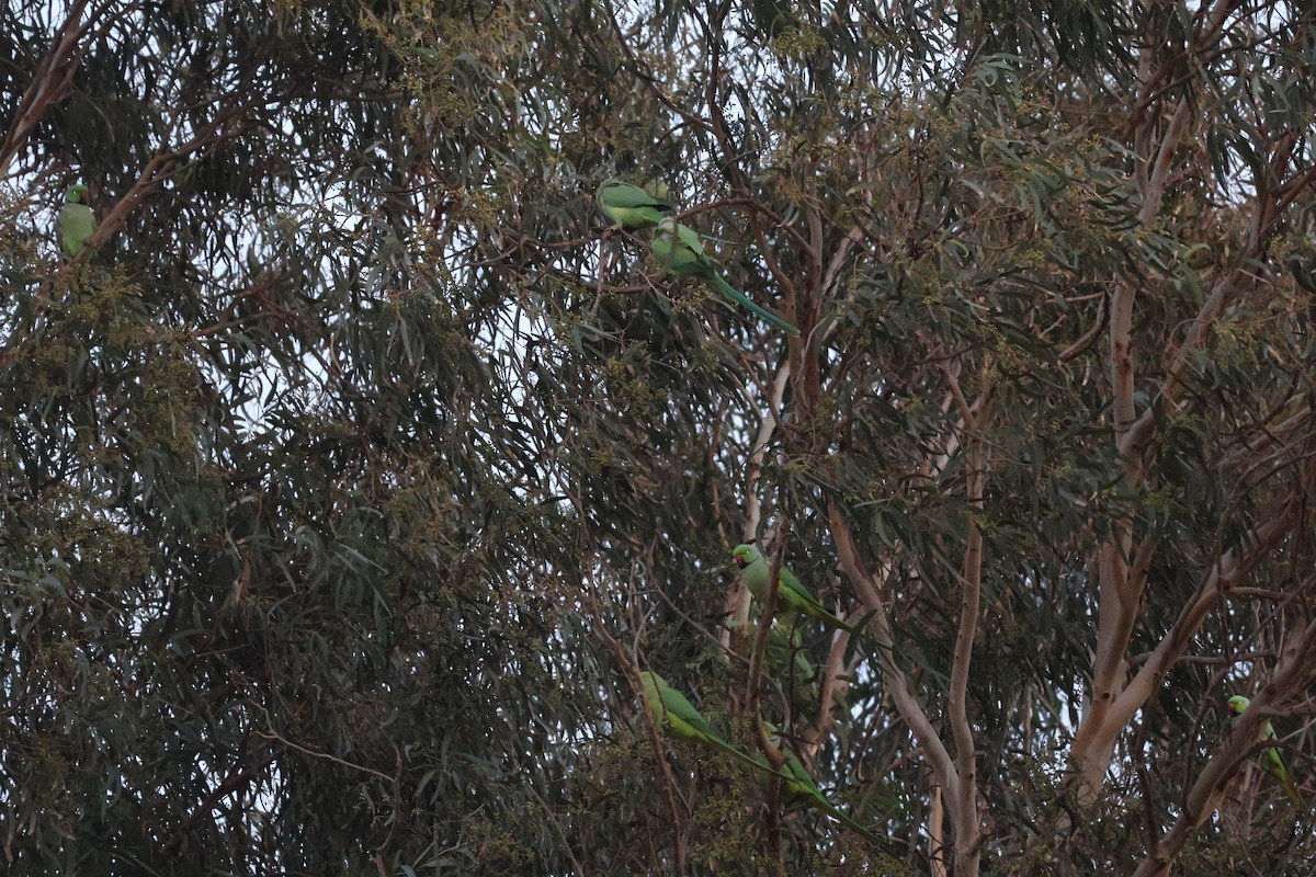 Rose-ringed Parakeet - ML646466655