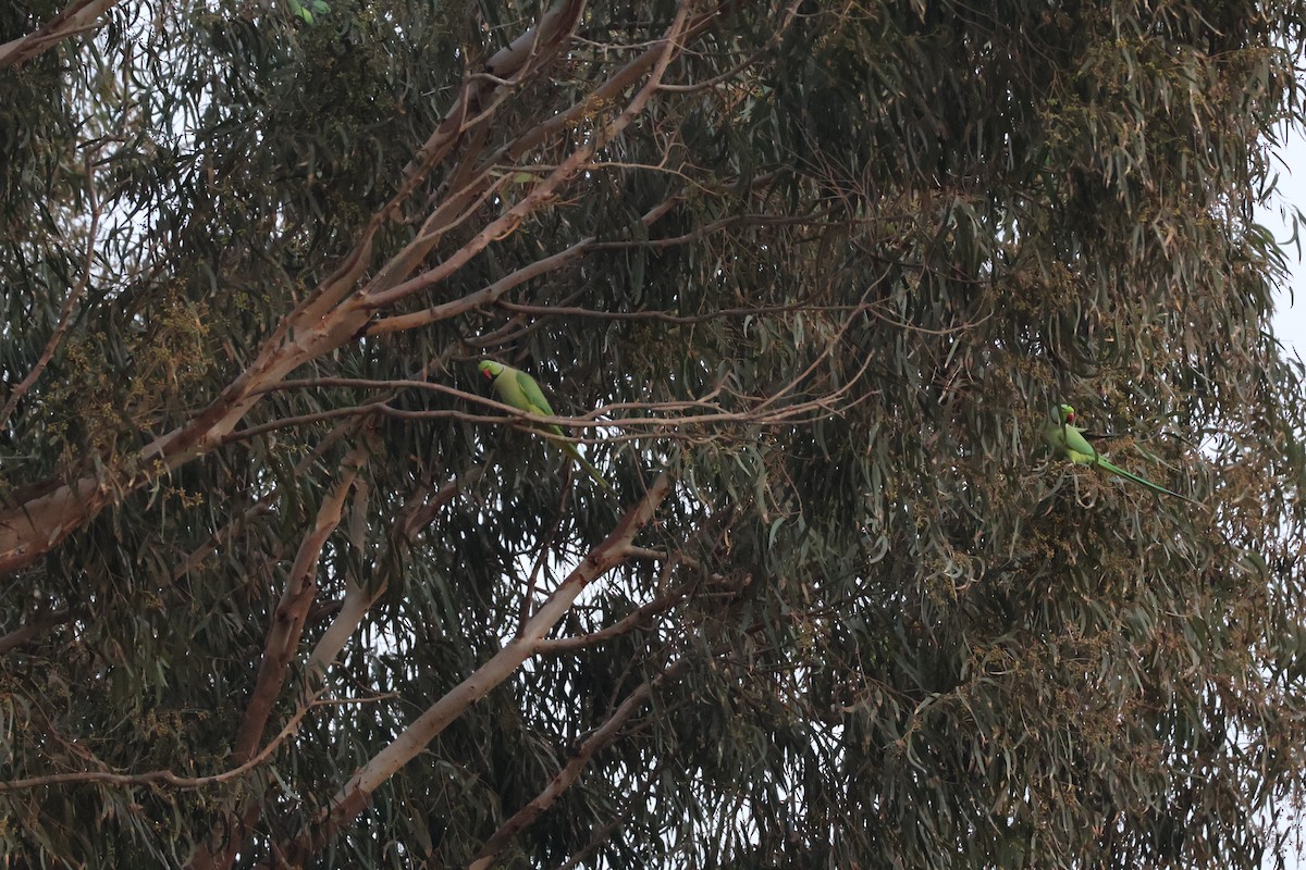 Rose-ringed Parakeet - ML646466656