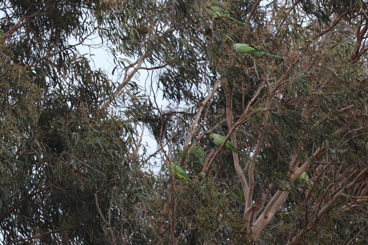 Rose-ringed Parakeet - ML646466657