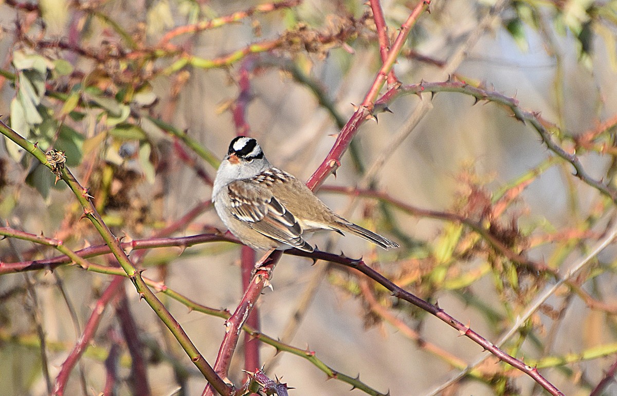 White-crowned Sparrow - ML646466659