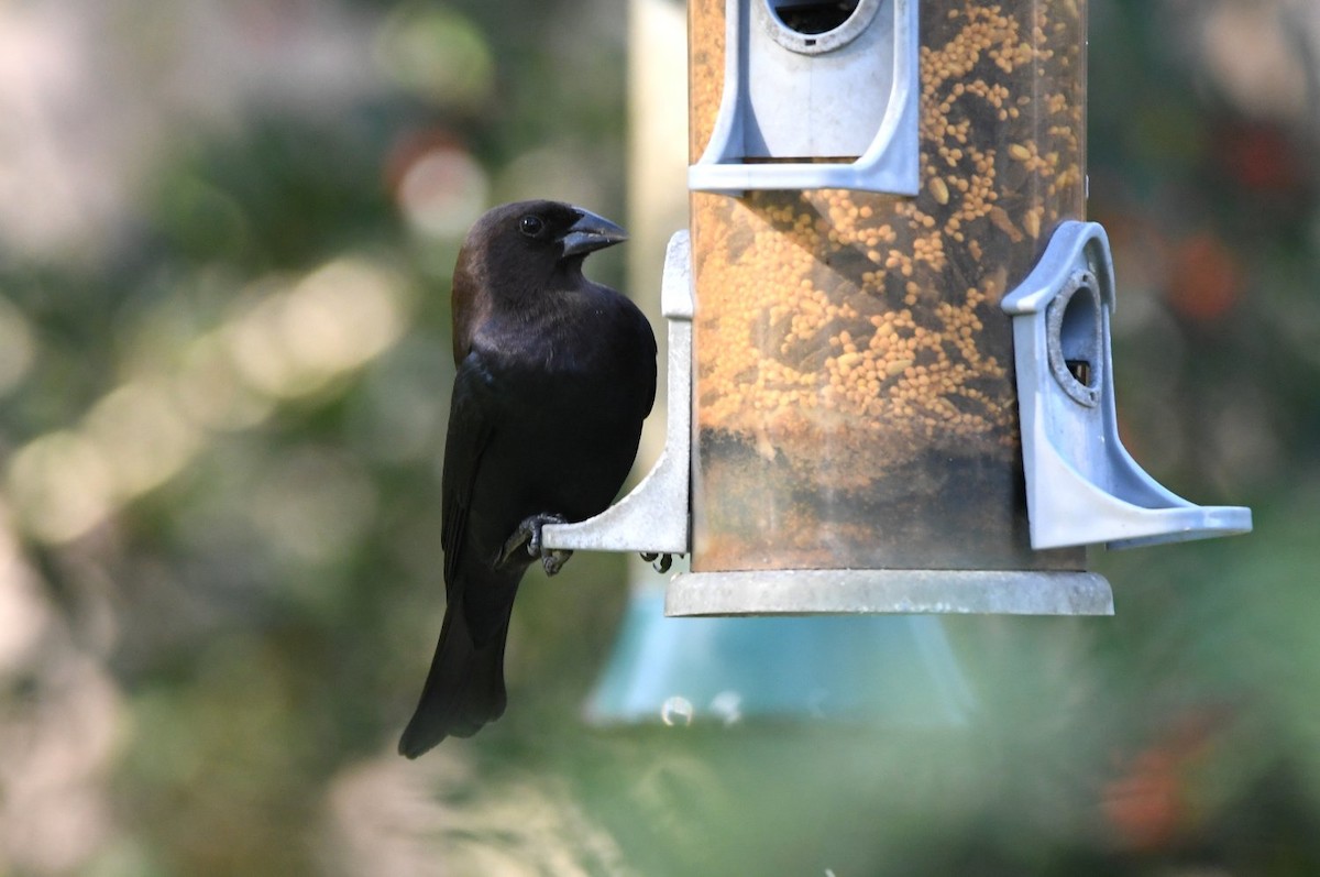 Braunkopf-Kuhstärling - ML646466660