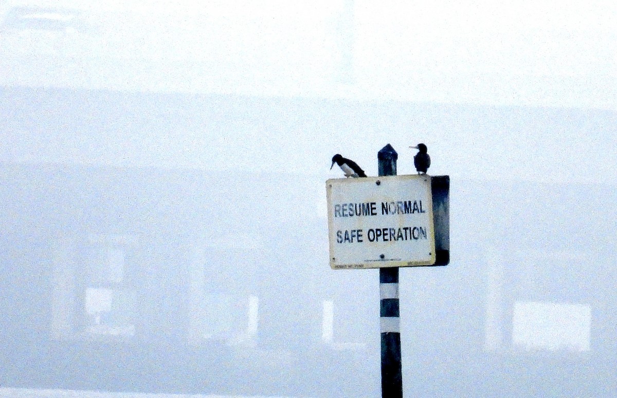 Brown Booby - ML646466661