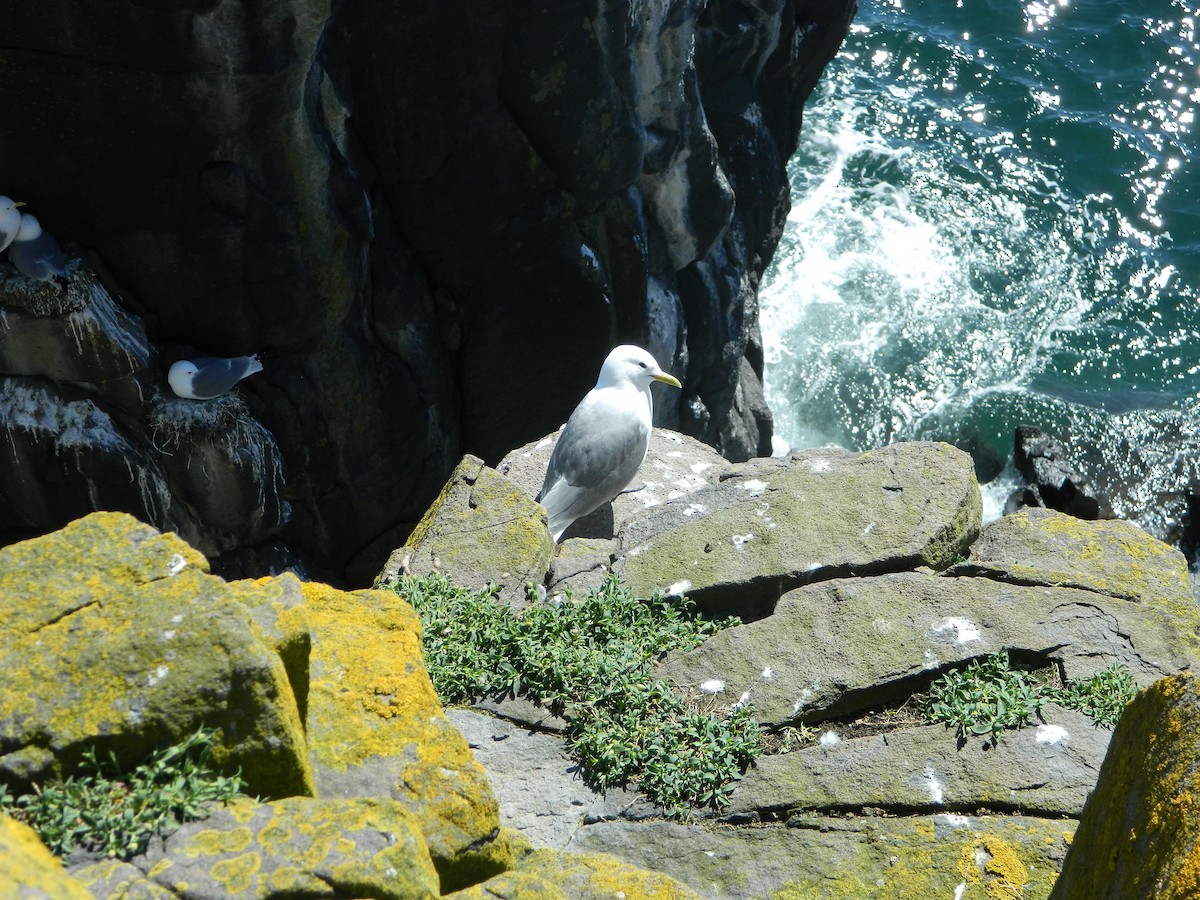 Black-legged Kittiwake - ML646466662