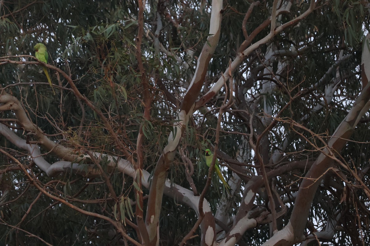 Rose-ringed Parakeet - ML646466663