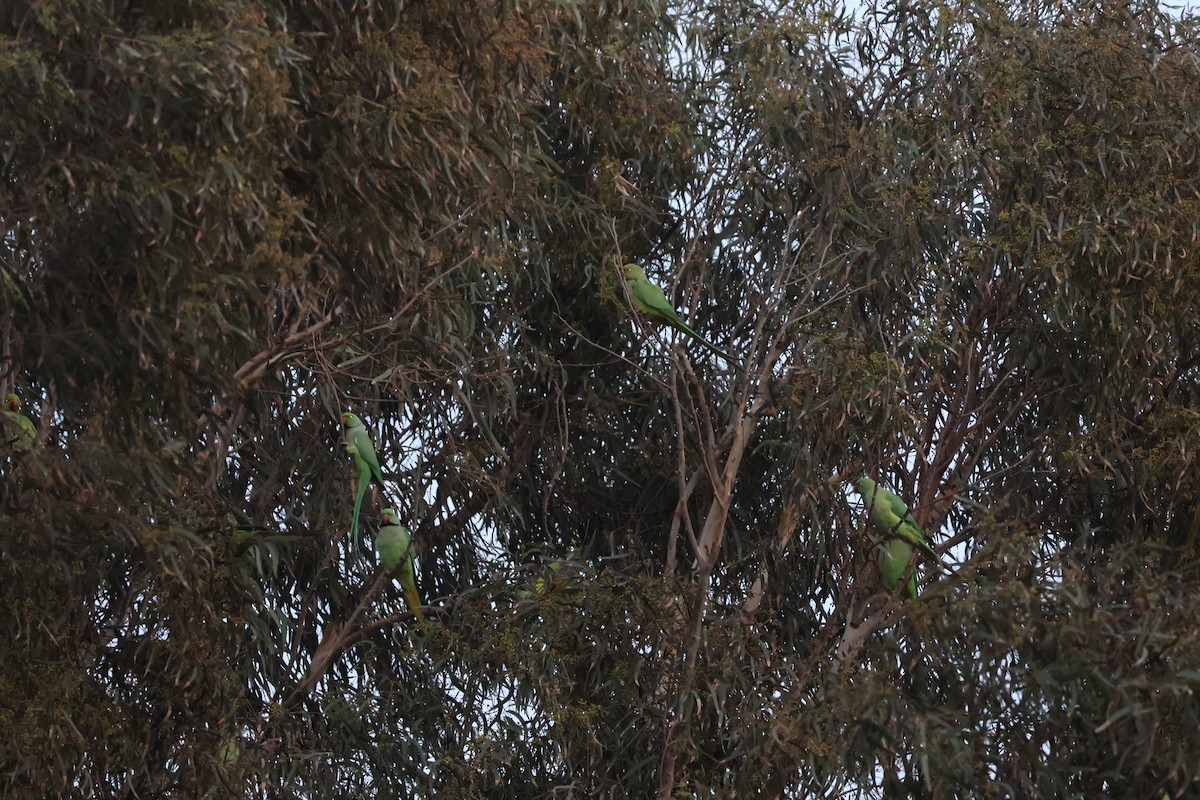 Rose-ringed Parakeet - ML646466664