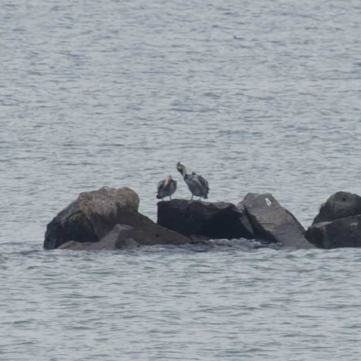 Бурый пеликан - ML646466666