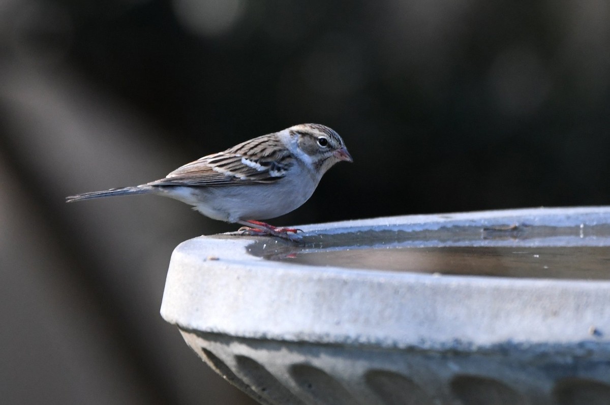 Chipping Sparrow - ML646466667