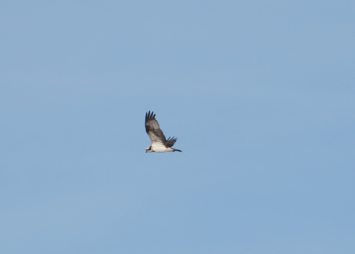 orlovec říční - ML646466668