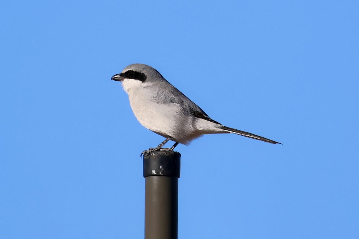 ťuhýk americký - ML646466669