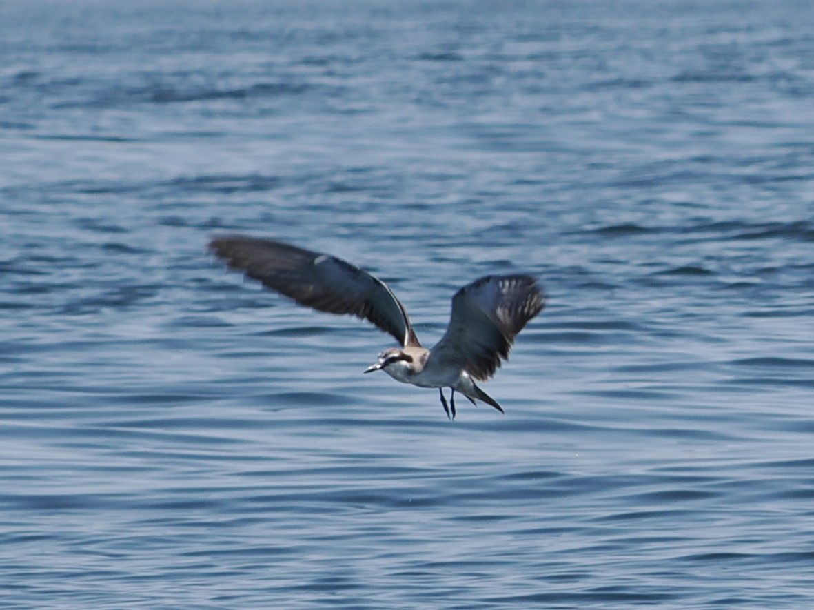 白眉燕鷗 - ML646466670