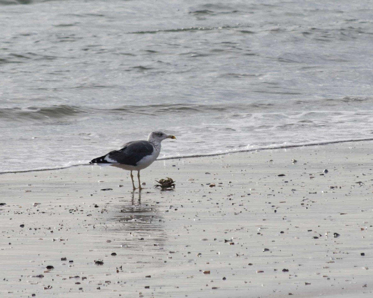 Клуша - ML646466673