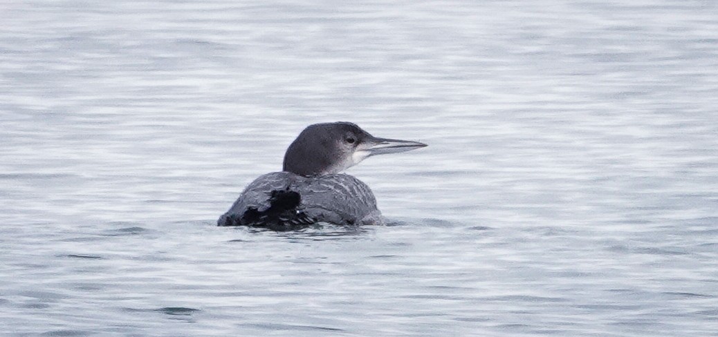 Common Loon - ML646466674