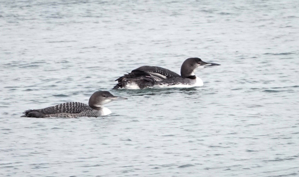 Common Loon - ML646466675
