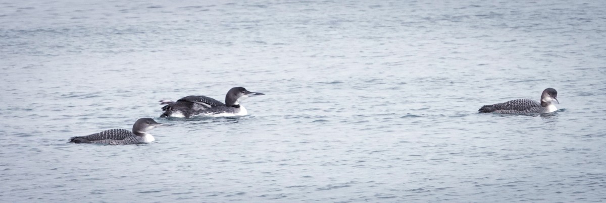 Common Loon - ML646466676