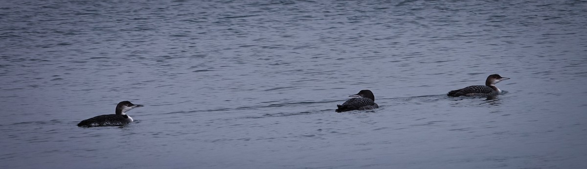Common Loon - ML646466677