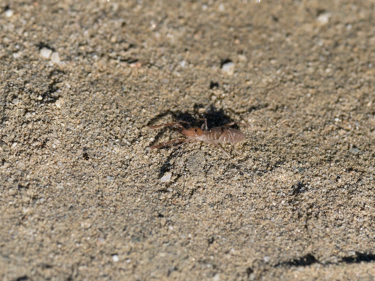 Windscorpions, Solifuges, Sunspiders and Jerrymunglums - ML646466678