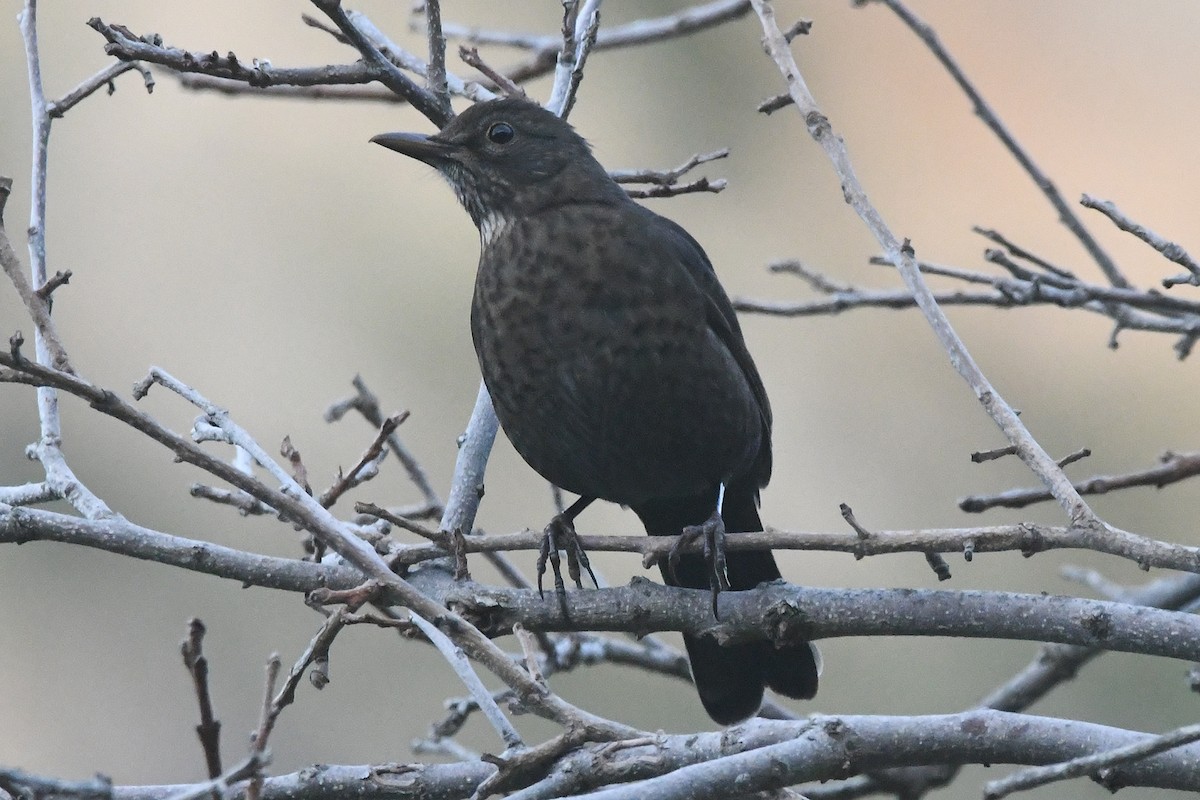 Eurasian Blackbird - ML646466679