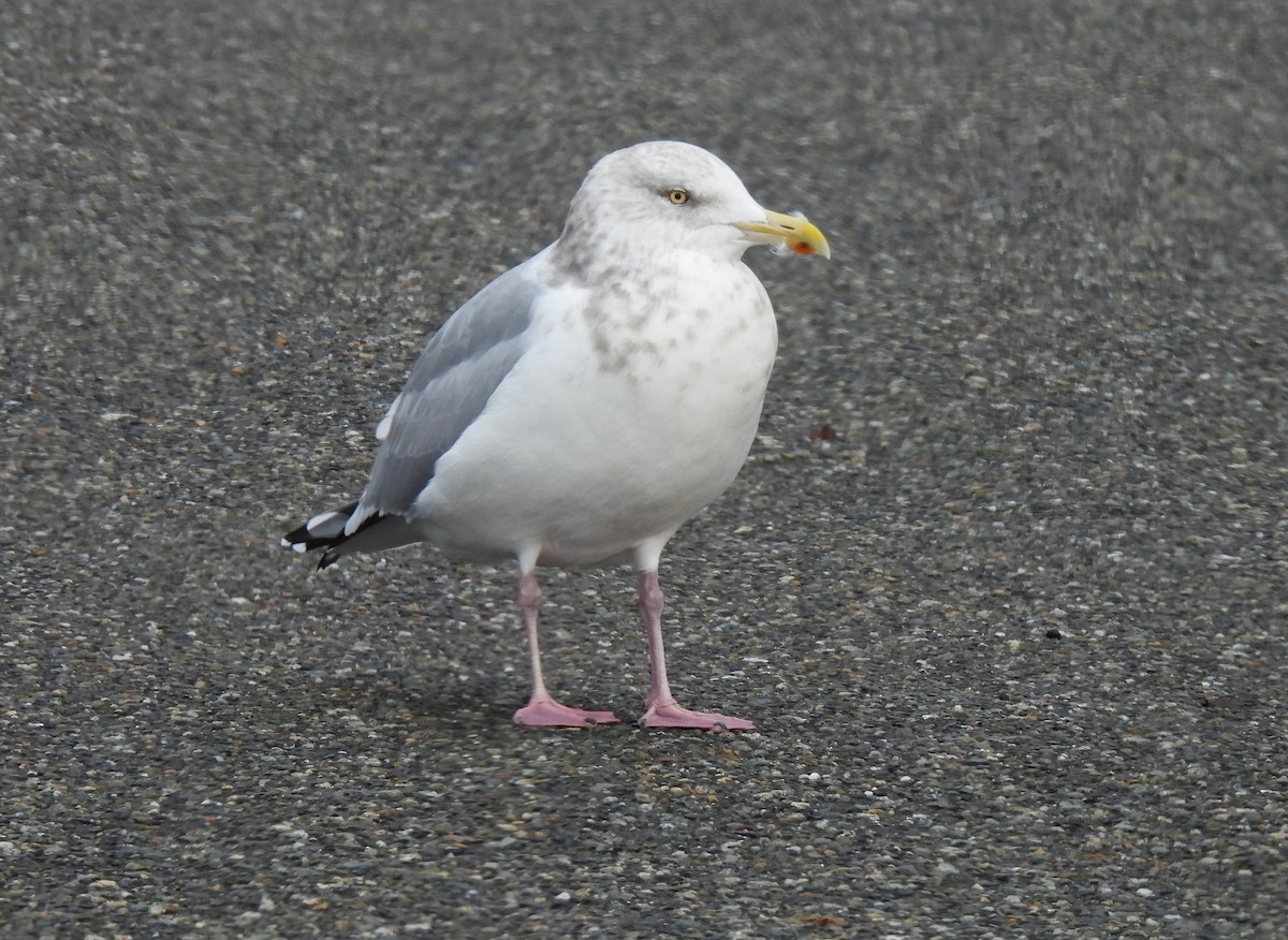 American Herring Gull - ML646466680