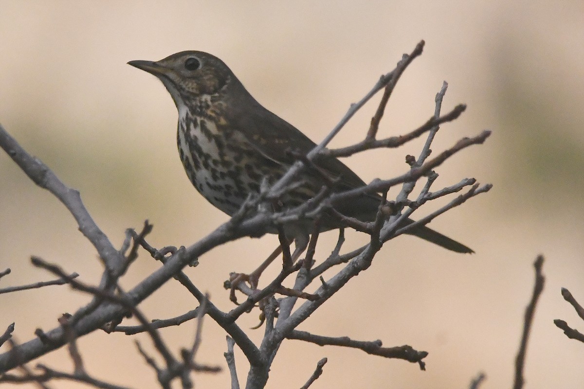 Song Thrush - ML646466684