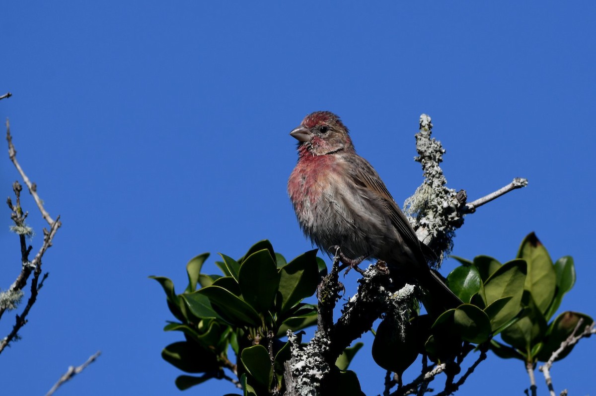 House Finch - ML646466685