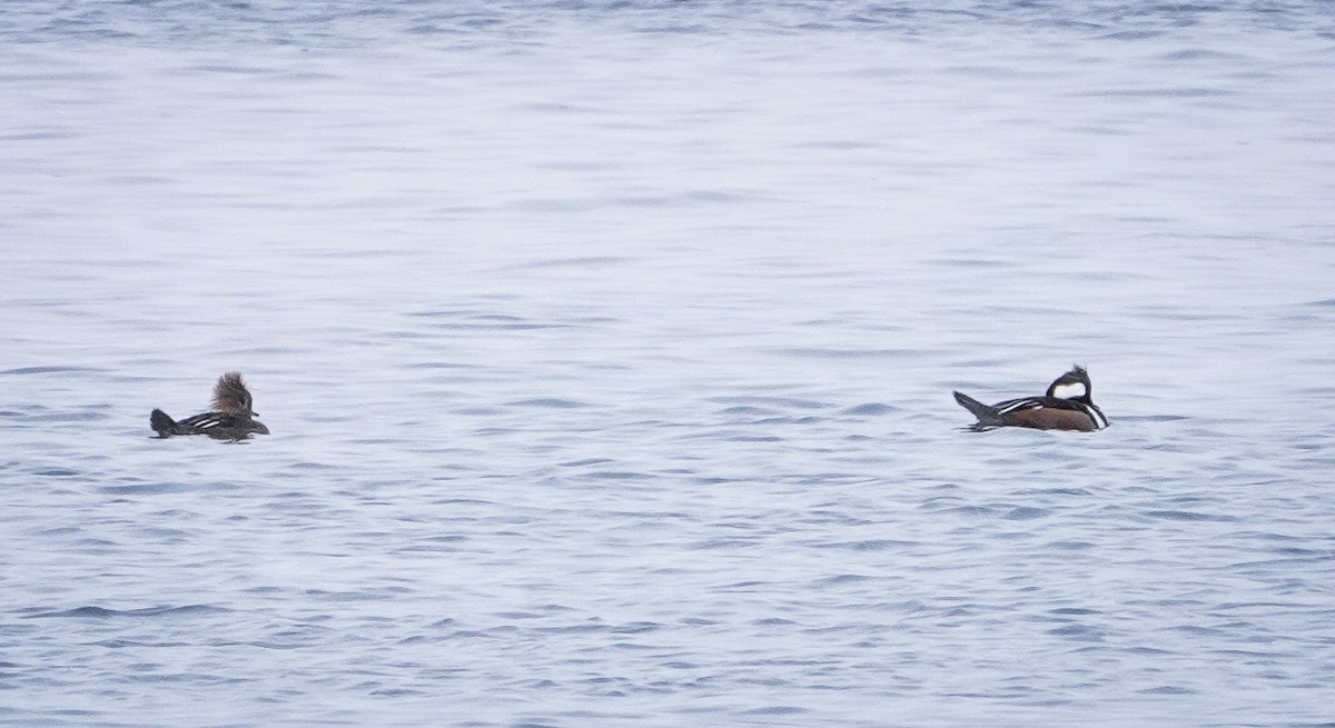 Hooded Merganser - ML646466687