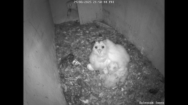 Western Barn Owl - ML646466689