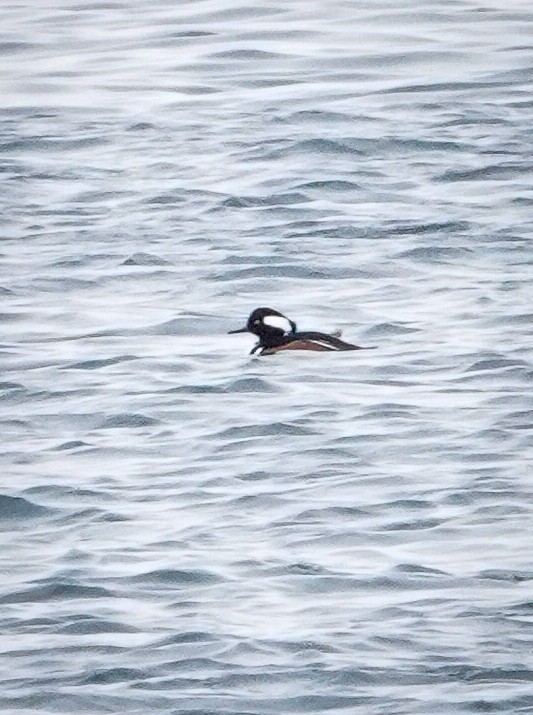 Hooded Merganser - ML646466690