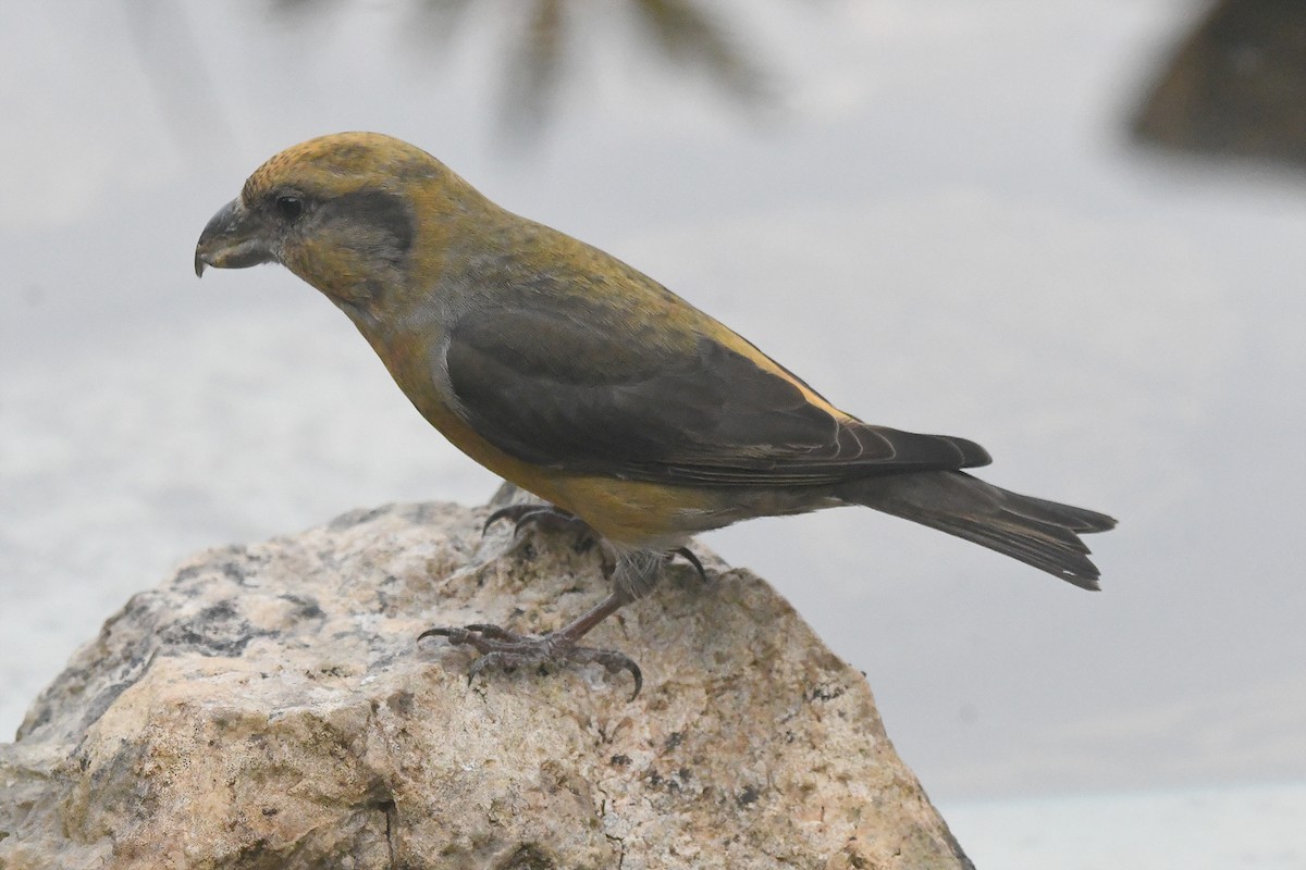 Red Crossbill - ML646466691