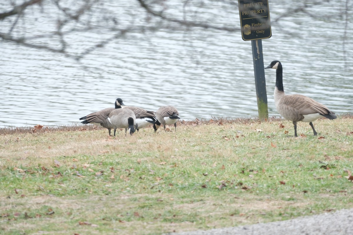 berneška malá - ML646466692