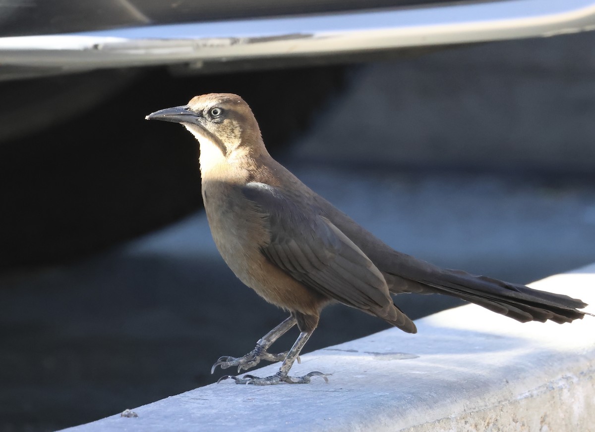 Большехвостый гракл - ML646466693