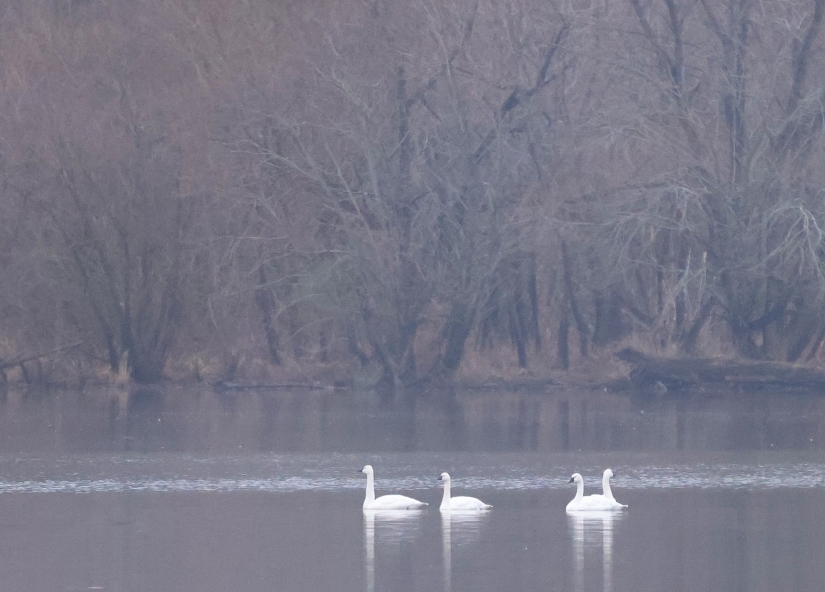 Американский лебедь - ML646466694