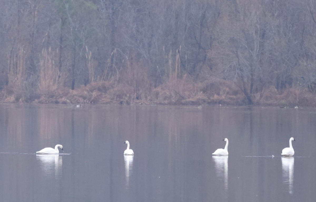 Американский лебедь - ML646466695