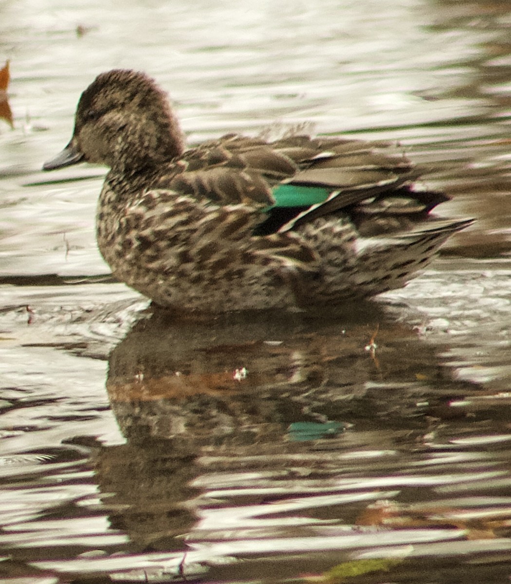 Чирок-свистунок - ML646466696