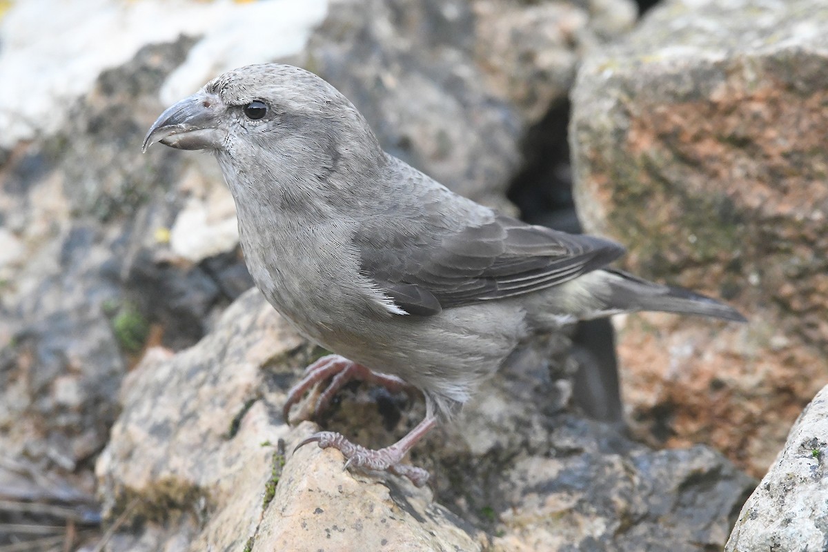 Клёст-еловик - ML646466697