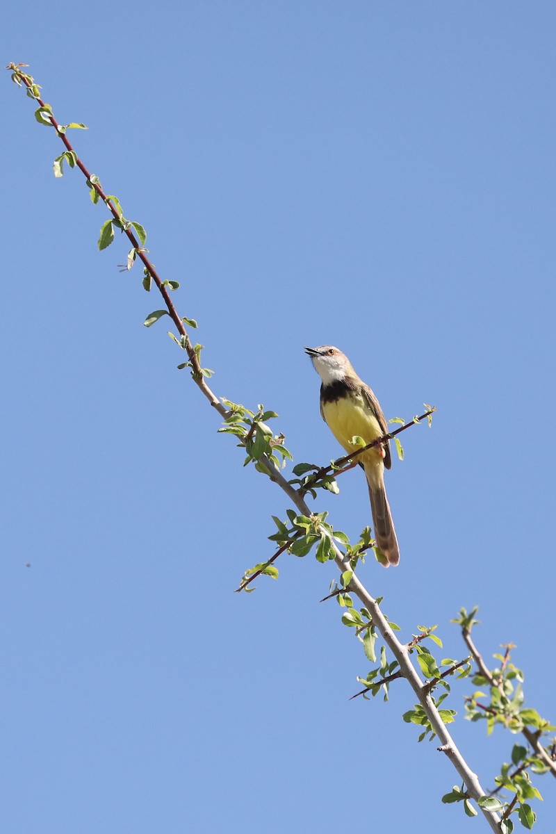 Черногрудая приния - ML646466698