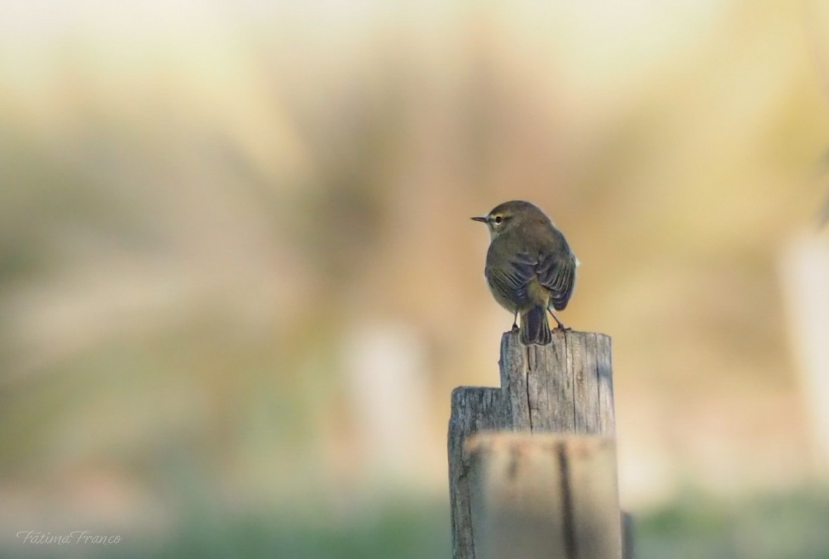 Пеночка-теньковка - ML646466699