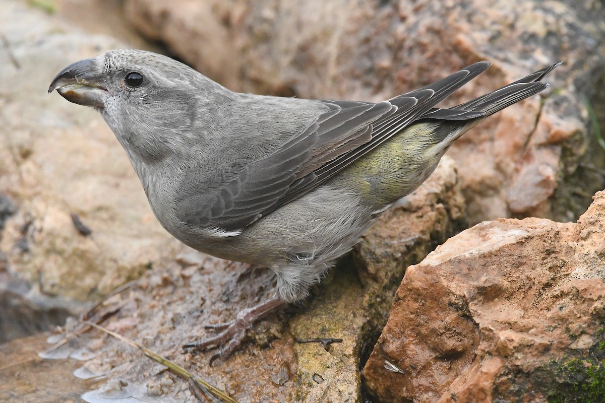 Клёст-еловик - ML646466700