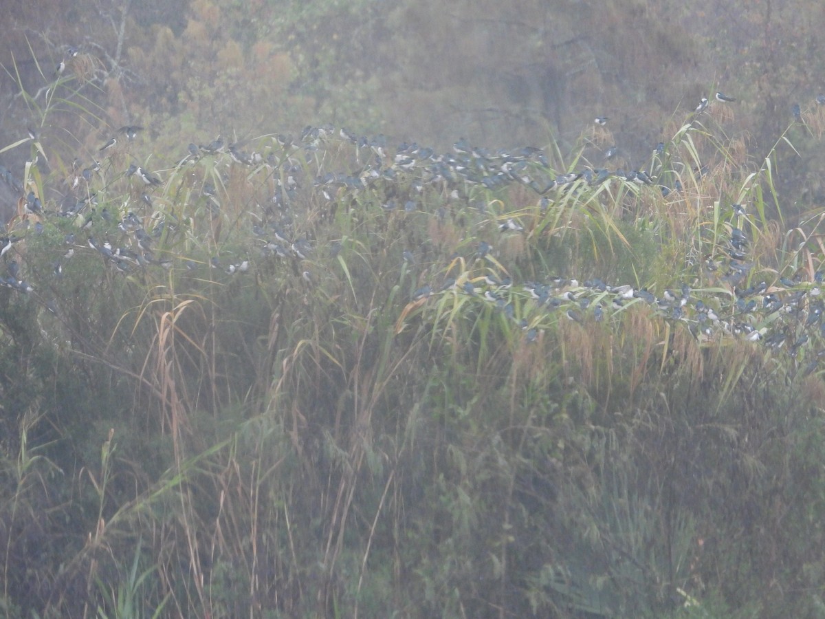 Древесная ласточка - ML646466701