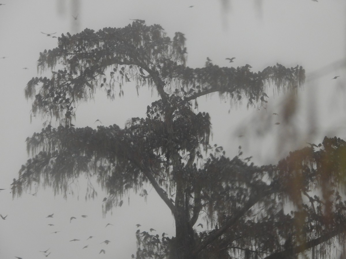 Древесная ласточка - ML646466703