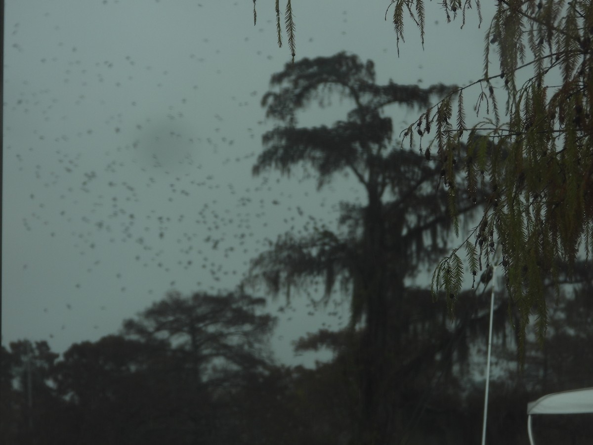 Древесная ласточка - ML646466704